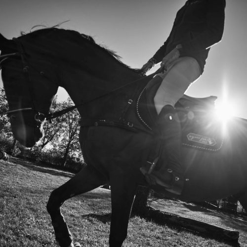 xhorse-aksesoria-siodla-czym-roznia-sie-siodla-ujezdzeniowe-skokowe-i-wszechstronne-dyscypliny-budowa-komfort